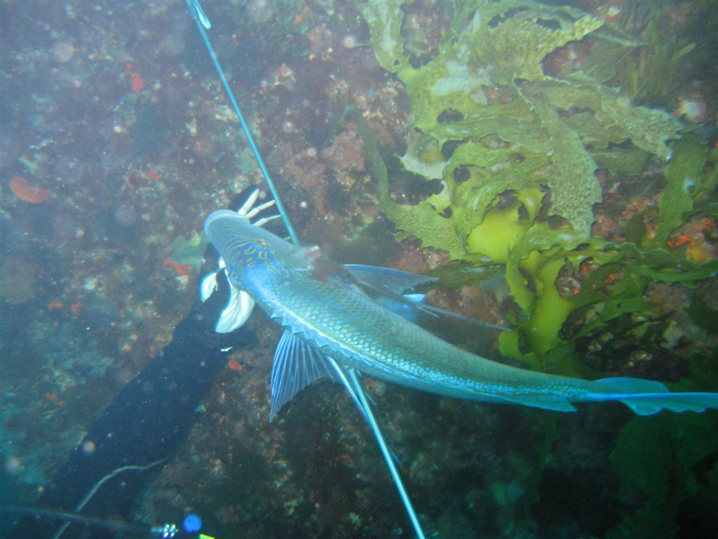 Spearfishing Black Point Whyalla South Australia Australia
