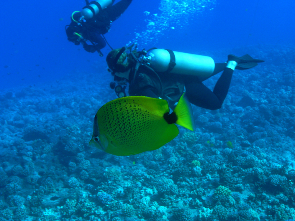 Scuba Diving Manta Ray Madness Kailua Kona Hawaii USA