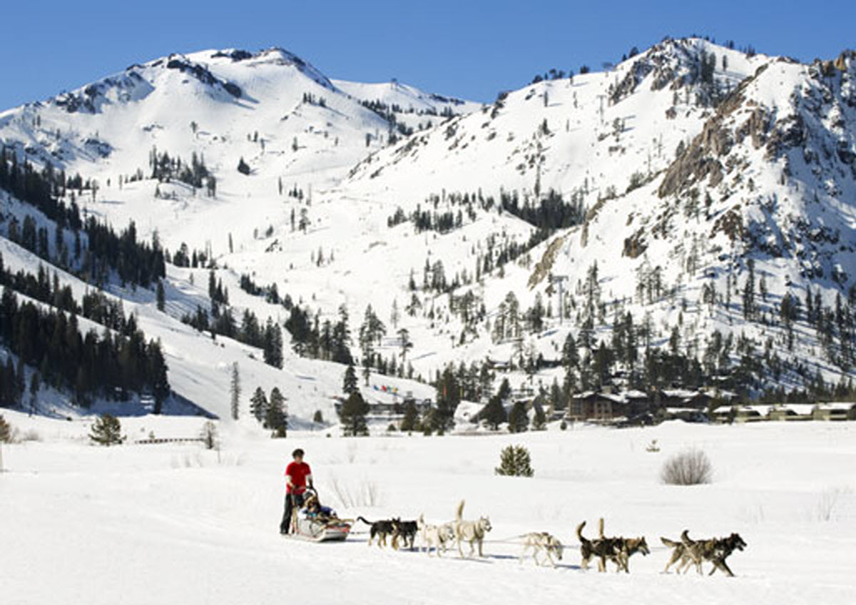 Dog Sledding Squaw Valley Ski Resort Tahoe City California USA