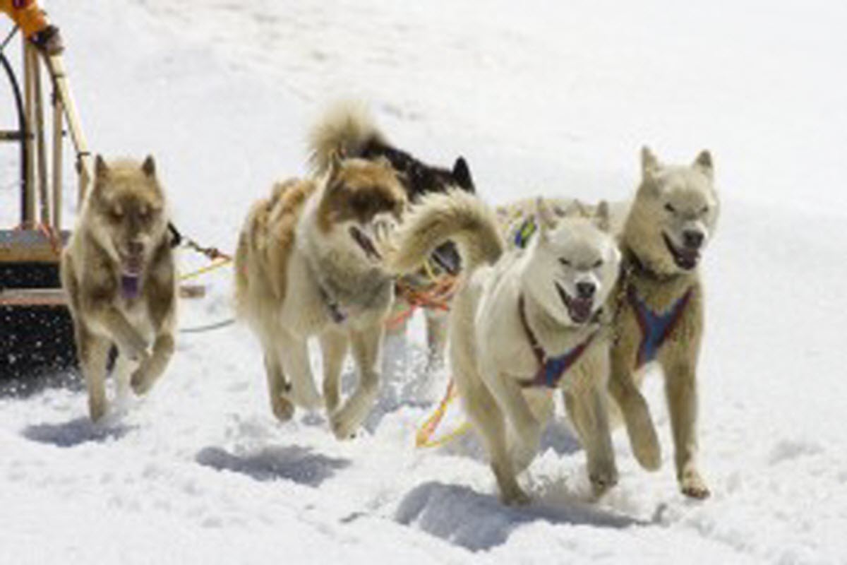 Dog Sledding in California Heavenly, South Lake Tahoe, USA Xtreme Spots