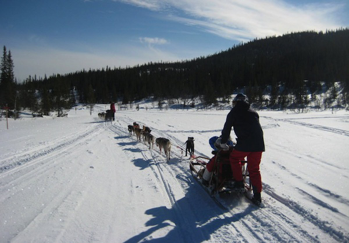 Dog Sledding Mont Tremblant Laurentian mountains Quebec Canada
