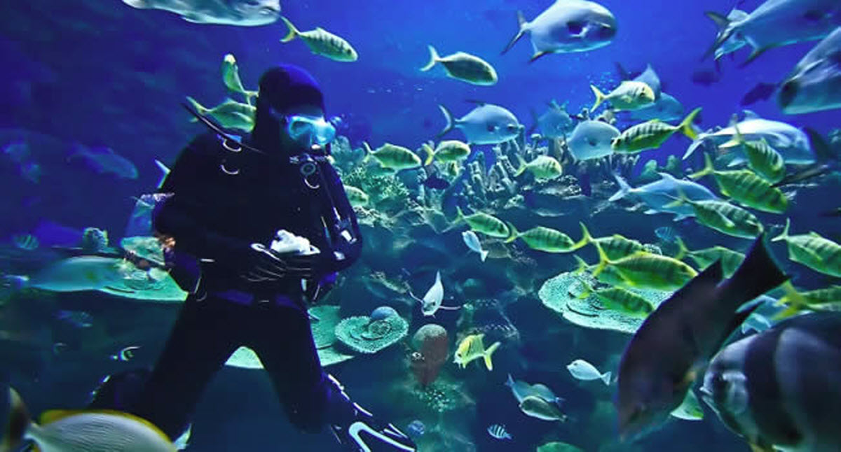 Scuba Diving Santos Reef Mossel Bay Western Cape South Africa