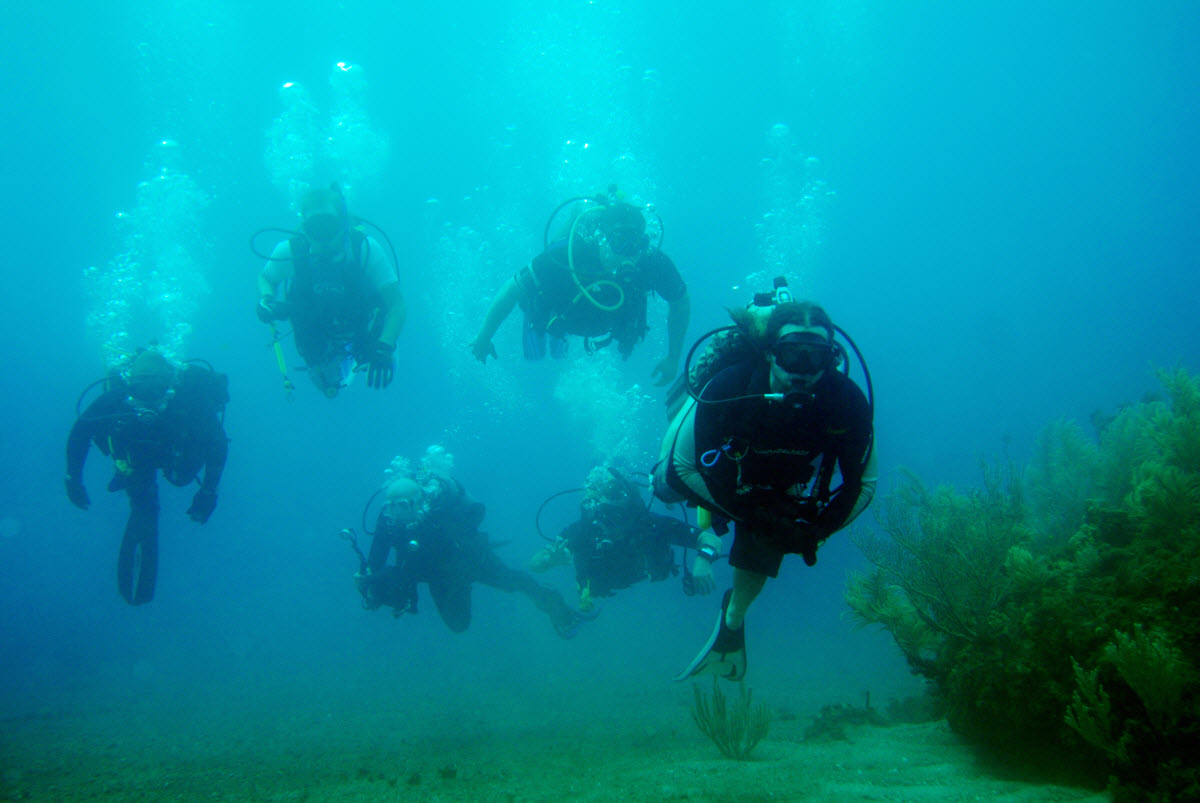 Scuba Diving False Bay Cape Town Western Cape South Africa