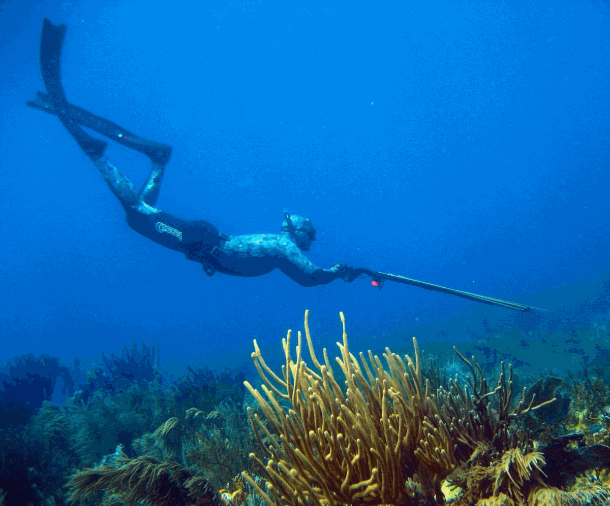 Spearfishing Shark Island Cronulla New South Wales Australia