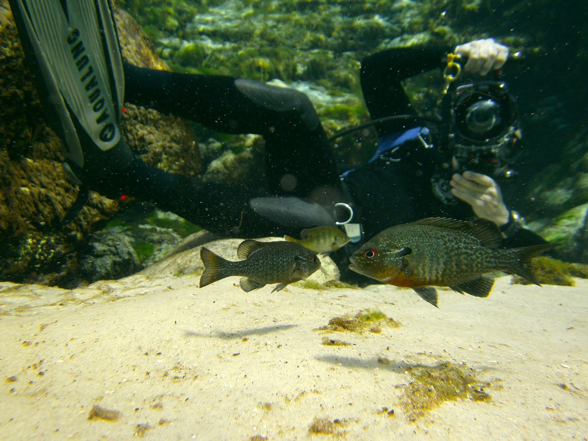 Scuba Diving Alexander Spring Ocala National Forest Florida USA
