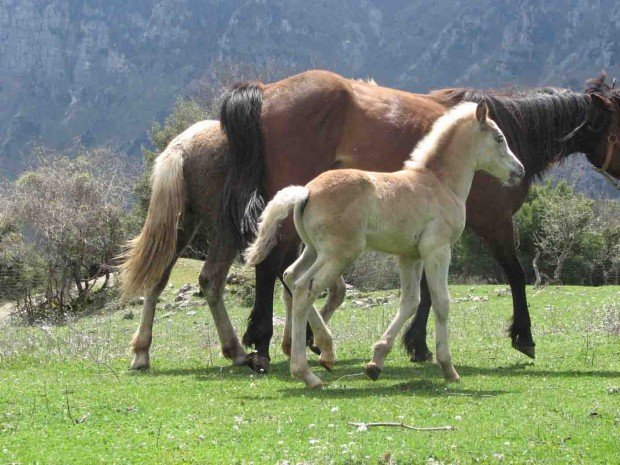 "Horse Riding Vezelay"