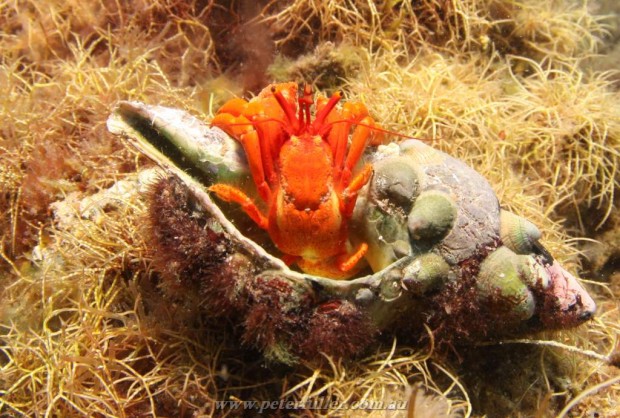 "Scuba Diving Ardrossan Barge"