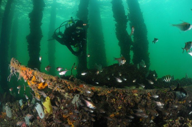 "Scuba Diving Edithburgh Jetty"