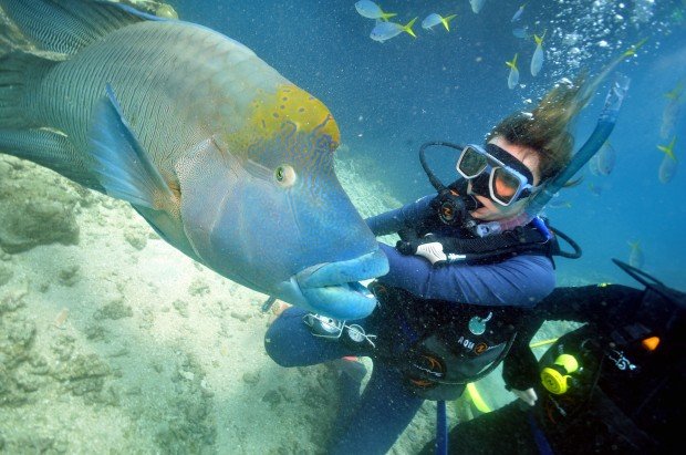 "Scuba Diving Wool Bay Jetty"