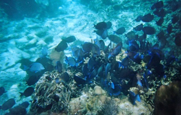 "Snorkelling Ardrossan Jetties"