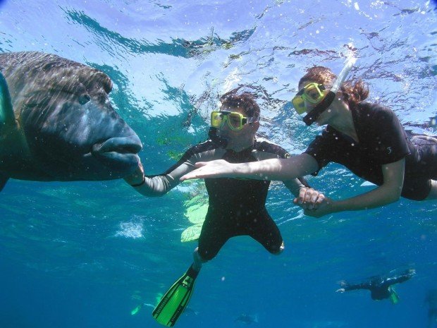 "Snorkelling Edithburgh Jetty"