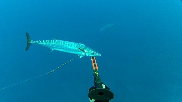 "Spearfishing Ardrossan Barge"