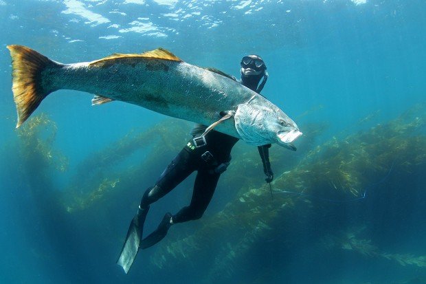 "Spearfishing Black Point"