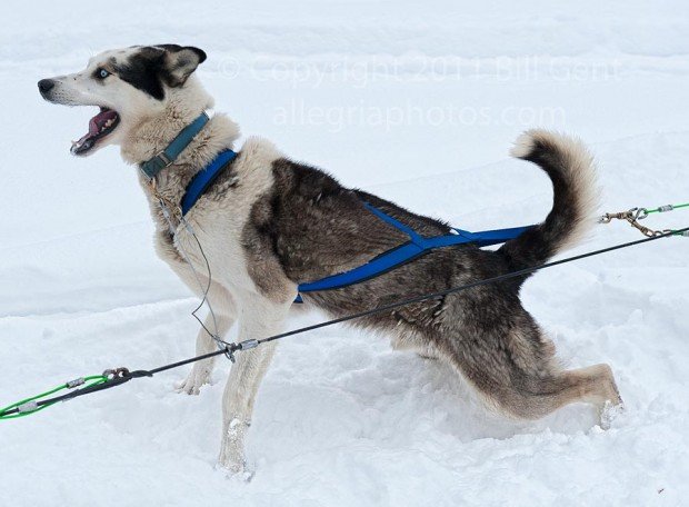"Cortina d' Ampezzo Dog Sledding"
