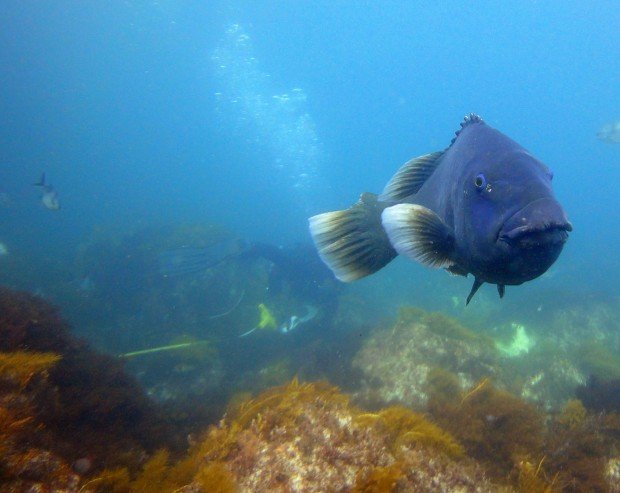 "Diving Western River Cove"