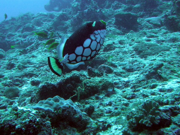 "Scuba-Diving-North-Beach-Wallaroo"