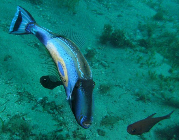 "Scuba Diving Port Hughes Jetty"