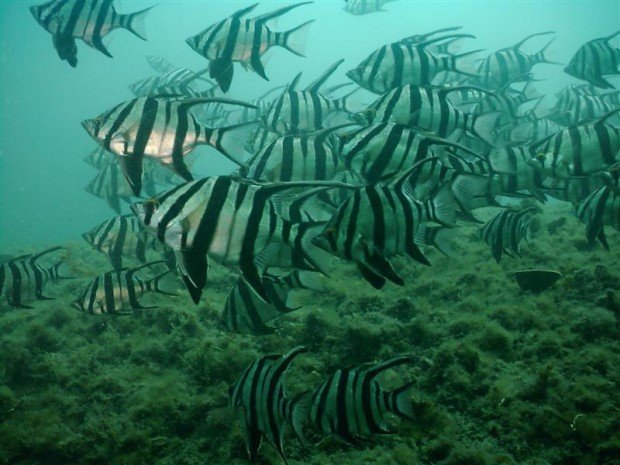 "Scuba Diving Songvaar Wreck"