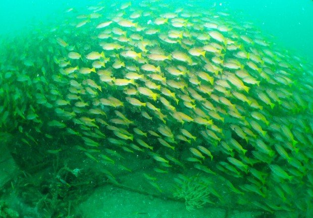 "Scuba Diving Wallaroo Jetty"