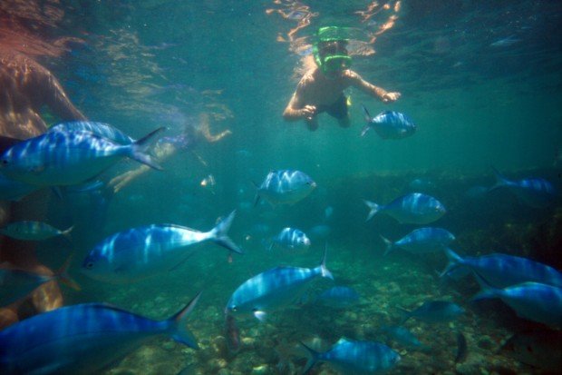 "Snorkeling Wallaroo Jetty"