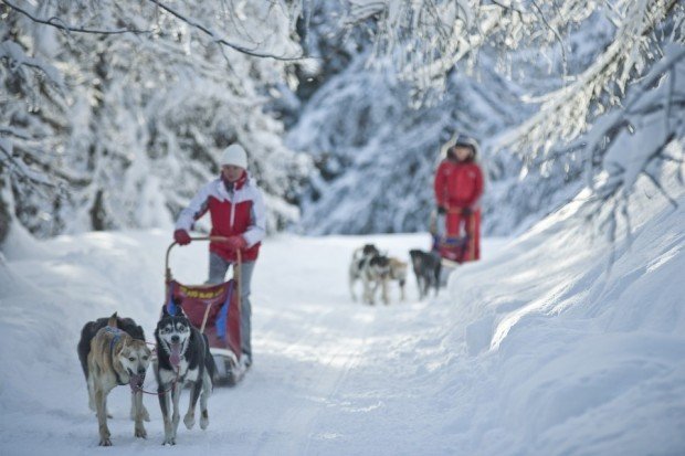 "Alto Adige, Trentino Dog Sledding"