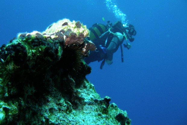 "Carmel River State Beach Scuba Diving"