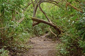 Manuka Natural Trail, Manuka Forest Reserve