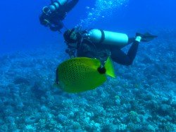 Manta Ray Madness, Kailua Kona