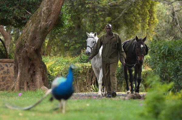 "Mt. Kenya Horseback Riding"