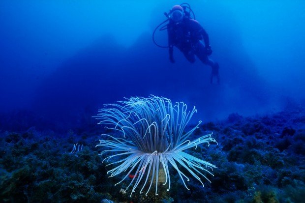 "Scuba Diving Mediterranean"