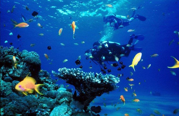 "Scuba Diving at Carmel River State Beach"