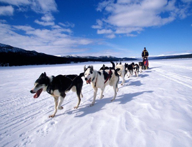 "Breckenridge Dog Sledding"