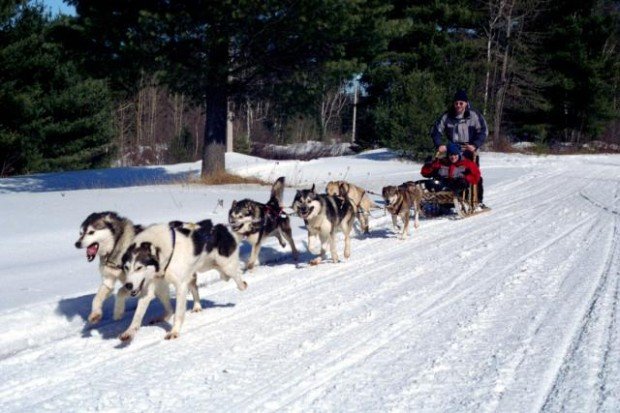 "Dog sledding at Canada"