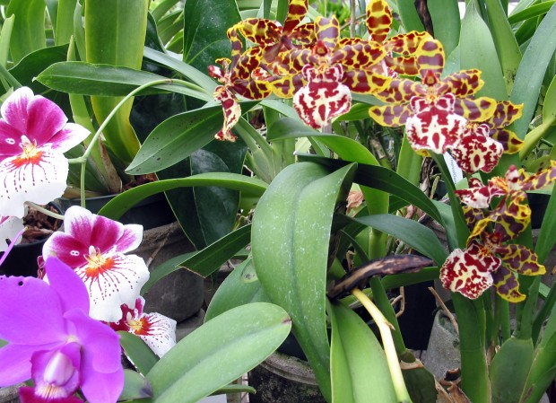 "Hiking Tropical-Gardens-Of-Maui"