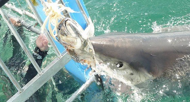 "Mossel Bay Shark Diving"