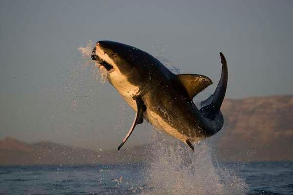 "Shark Diving around Seal Island South Africa"