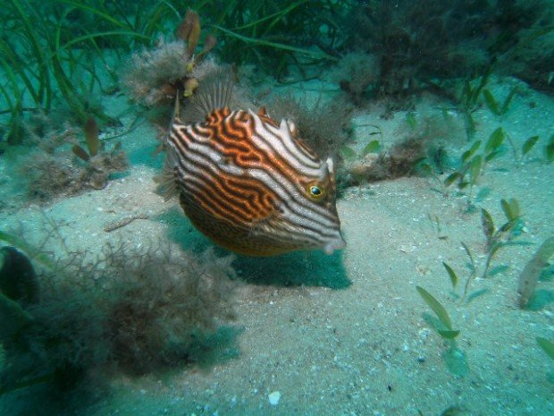 "At Milkies Reef"