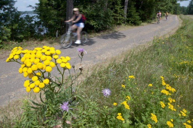 "Bicycling thourgh beautiful meadows at Badger Pass Yosemite National Park"