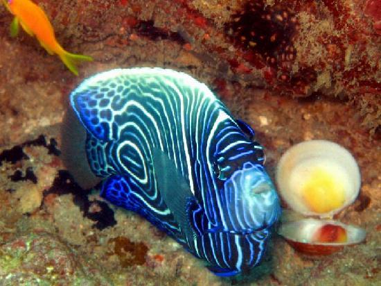 "Bamburi Beach, Mombasa Scuba Diving"