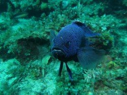 Seacliff Reef, Adelaide