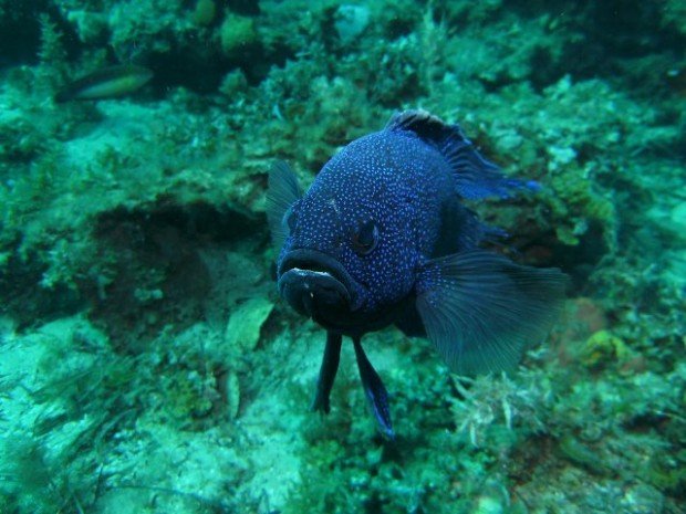 "Blue Devil, Scuba Diving at Seacliff Reef"