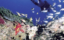 Coral Garden, Mombasa Marine Park