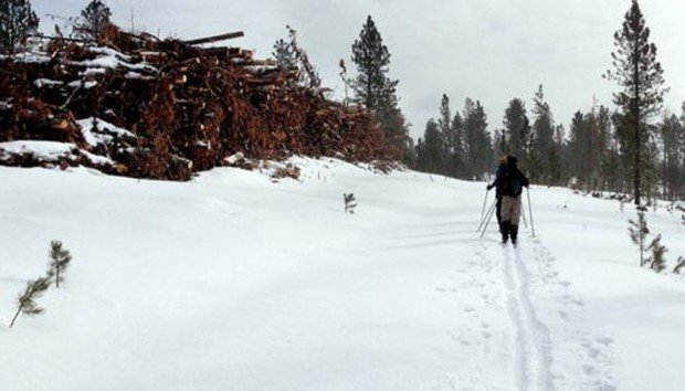 "Cross Country Skier at Jamestown"