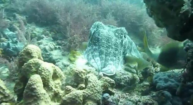 "Diving at Northern Outer Reef"