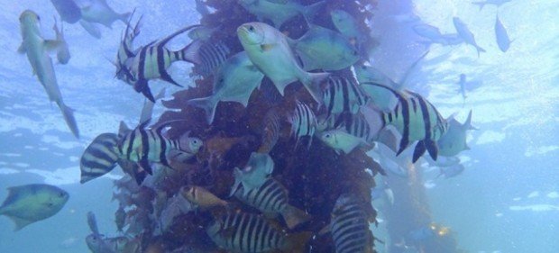 "Fish under Port Noarlunga Jetty"