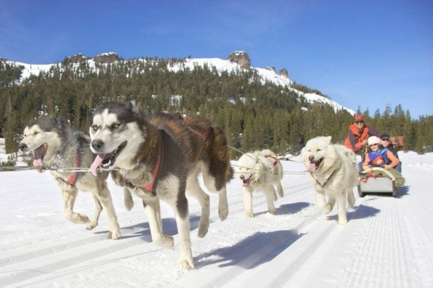 "Heavenly Mountain Dog Sledding"