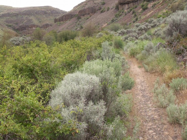 "Hiking Douglas Creek Canyon-Badger Mountain"