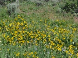 Duffy Creek Trail, Wenatchee