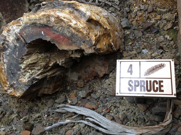 "Hiking Ginkgo Petrified Forest Interpretive Trails"