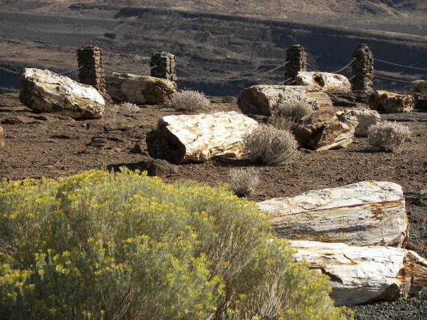 "Hiking Ginkgo Petrified Forest State Park Trail"